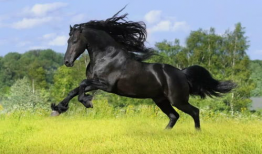 马配驴视频大全,动物界的跨界搭档秀