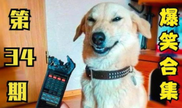 小狗搞笑视频,小狗搞笑视频集锦